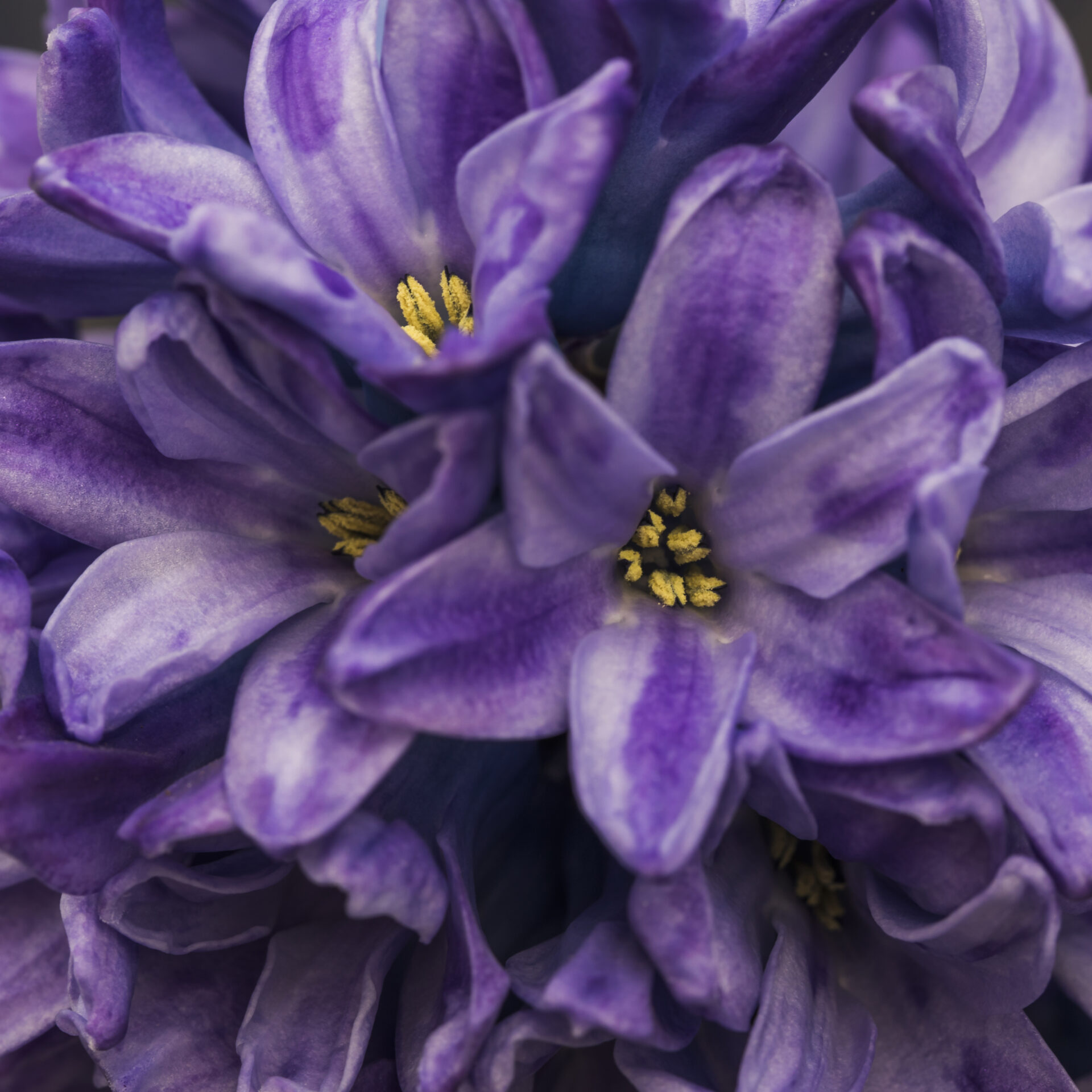 amazing-violet-fresh-flowers-with-yellow-pistils